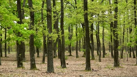 Green forest in spring time, Hungary Stock Footage 75512488