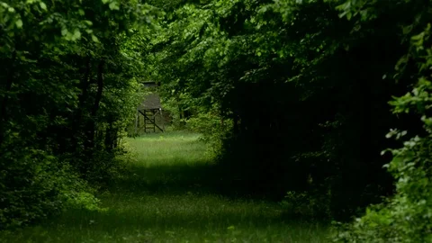 Green forest in spring time, Hungary Stock Footage 75538286