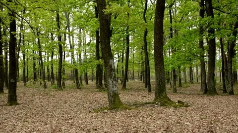 Green forest in spring time, Hungary Stock Footage 75539697