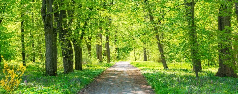 Green forest with spring trees Stock Photos