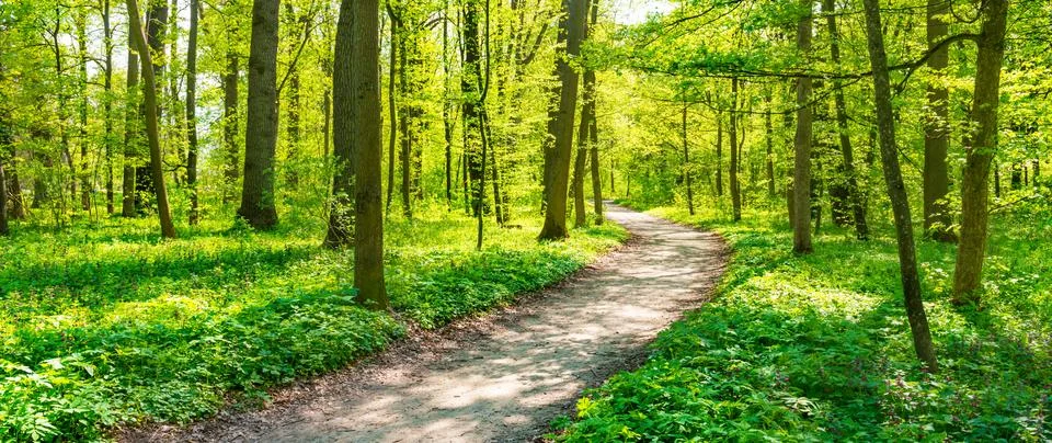 Green forest with spring trees Stock Photos