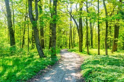 Green forest with spring trees Stock Photos