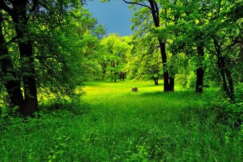 Green forest before the storm 스톡 사진