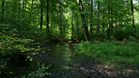 A green forest with a stream and lots of sunny spots. Stock Footage 138161311