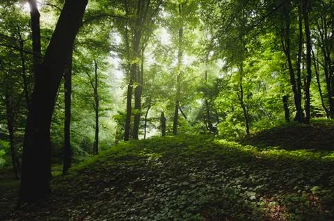 Green forest summer background Stock Photos