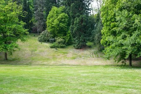 Green forest in summer day. Stock Photos