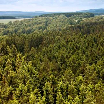 Green forest in summer Stock Photos