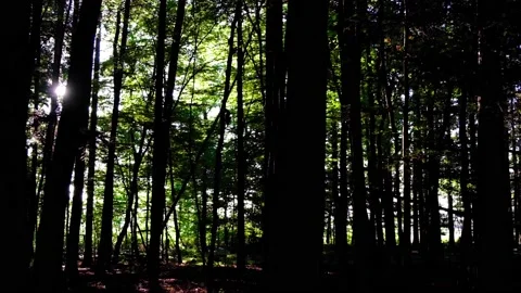 Green forest in summer time Stock Footage 138455401