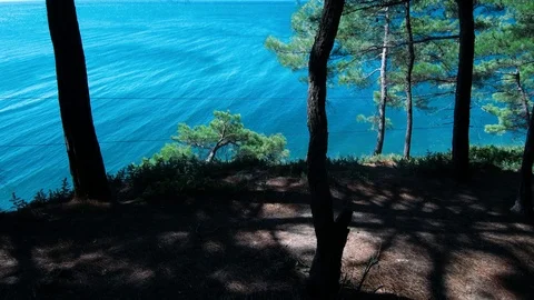 Green forest in summertime beautiful trees	 Stock Footage 125310468