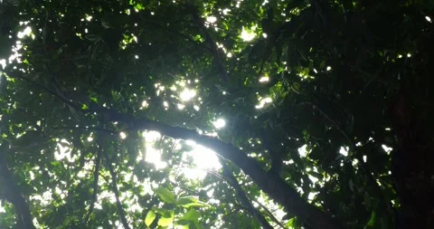 Green Forest. Sun breaks through the trees. Shooting in motion. 4K Slow Mo Stock Footage 283624723