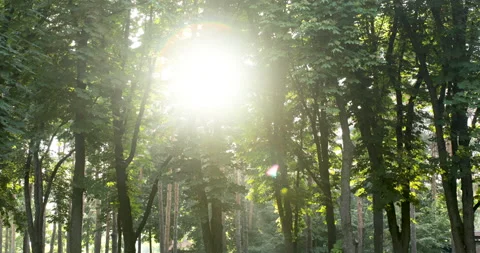 Green forest with sun Stock Footage 108723766