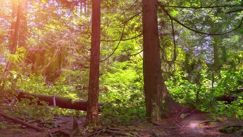 Green Forest Sun Nature Light, Beautiful Bright Morning Landscape Light Leak Stock Footage 85278316