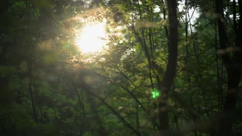 Green Forest. Sun over trees in forest Stock Footage 310488700