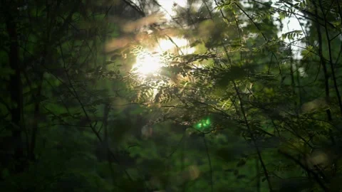 Green Forest. Sun over trees in forest Stock Footage 311413783