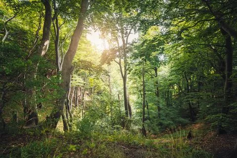 Green forest with sun peaking through the leaves Stock Photos