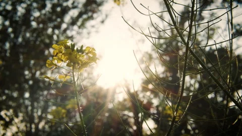 Green forest with sun ray.  Stock Footage 258570483