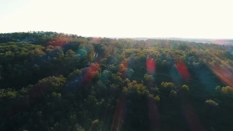 Green forest in the sun rays Stock Footage 130152999