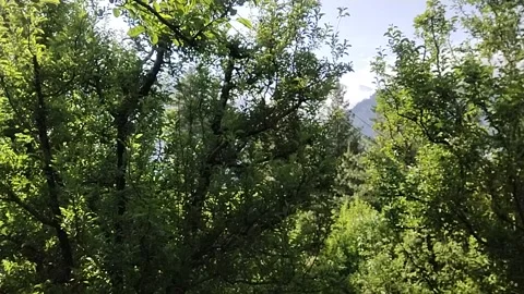 Green forest sun trees Vidéo 240930454