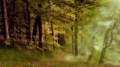 Green Forest With Sunlight and some Fog Stock Footage 134256325