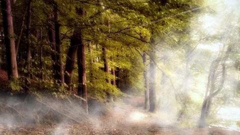 Green Forest With Sunlight and Thick Fog Stock Footage 134256278