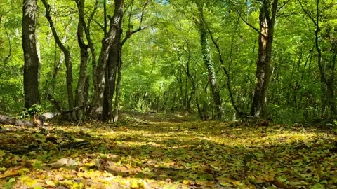 Green Forest with Sunlight Stock Footage 319887919