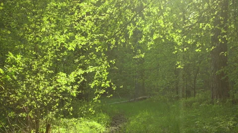 Green forest in sunlight. Light breeze wind in beautiful trees at sunny day. Stock Footage 134577160