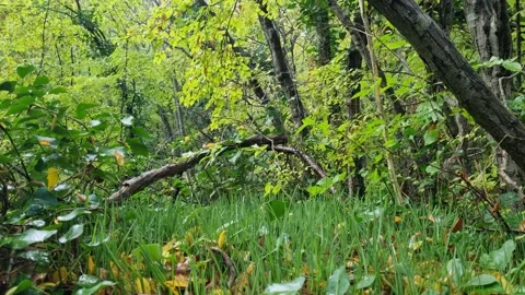 Green forest with sunlight shining through trees and branches Stock Footage 319526422