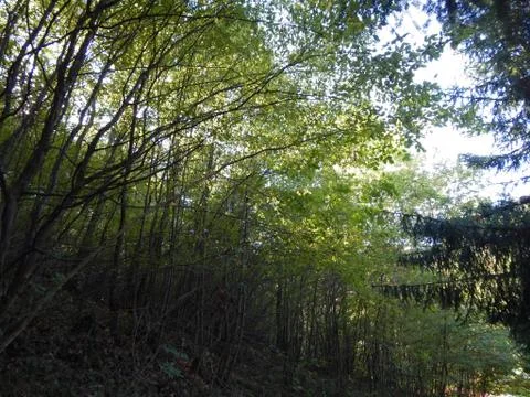 Green forest on sunlight. Thin trees in the woods Stock Photos