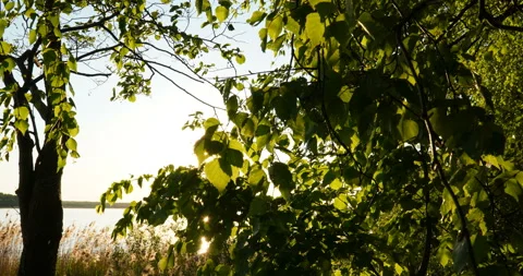 Green Forest. Sunset over the lake. Wonderful green forest in summer. Camera Stock Footage 133959819