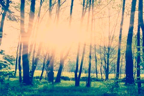 Green forest at sunset Stock Photos