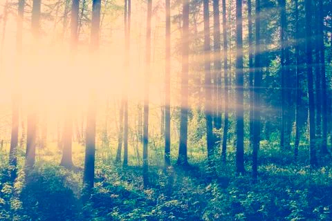 Green forest at sunset Stock Photos
