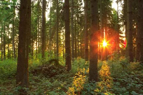 Green forest at sunset. Stock Photos
