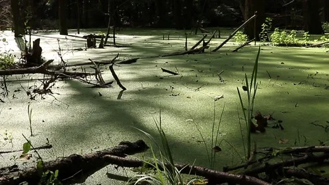 Green forest swamp. Stock Footage 196164477