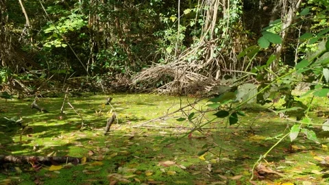 Green forest swamp with sunlight reflections and dense wild vegetation Stock Footage 320521346