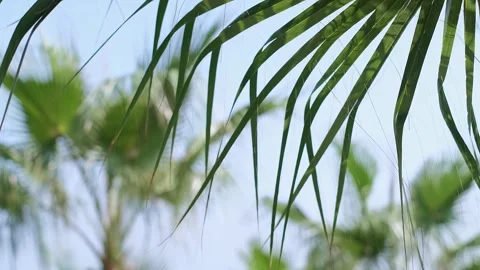 A green forest with tall numbered trees. Supports eco-friendly companies, forest Stock Footage 270084988