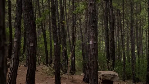 A green forest with tall numbered trees. Supports eco-friendly companies, forest Stock Footage 270085007