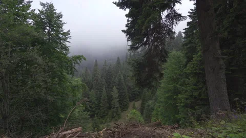 Green forest with tall trees. Stock-Footage 212338957