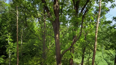 Green forest with tall trees Stock Footage 317684133
