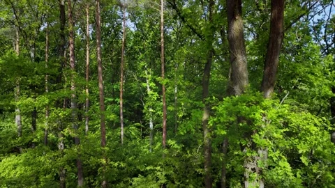 Green forest with tall trees Stock Footage 317684167