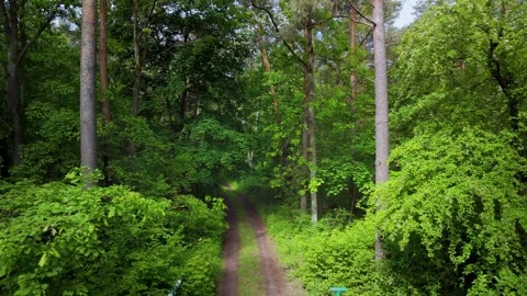 Green forest with tall trees Stock Footage 317684814