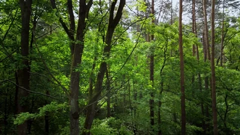 Green forest with tall trees Stock Footage 317686979