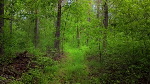 Green forest with tall trees Stock Footage 317689485