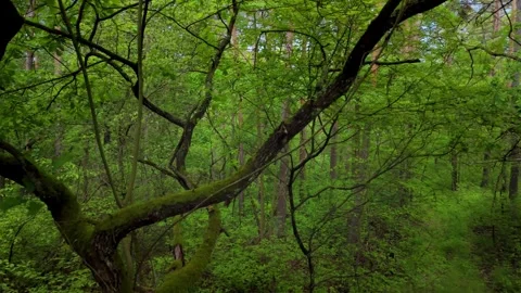 Green forest with tall trees Stock Footage 317689860