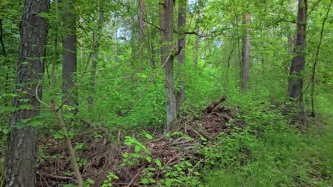 Green forest with tall trees Stock Footage 317691116