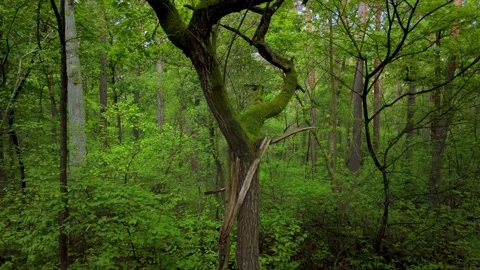 Green forest with tall trees Stock Footage 317691236