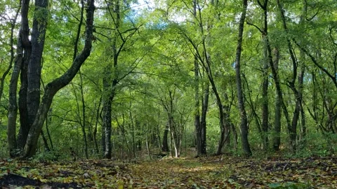 Green forest with tall trees under bright spring sunlight Video stock 319742652