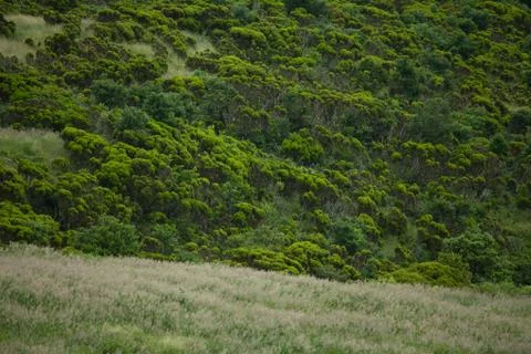 Green forest texture close-up Stock Photos