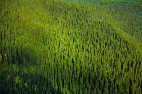 Green forest texture Stock Photos