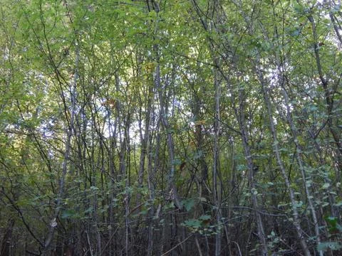 Green forest. Thin trees in the woods Stock Photos