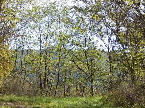 Green forest. Thin young trees in the woods on a sunny day Stock Photos